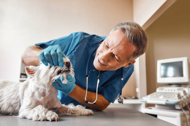 Best Emergency Treatment for Dental Infections or Abscesses in Fairmont, IL